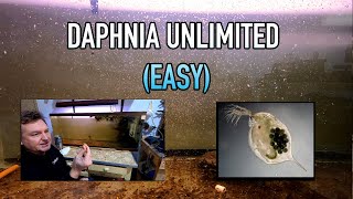 How I Raise Daphnia Water Fleas And You Can Too [upl. by Hubsher]