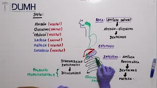 BIOQUÍMICA  Metabolismo de Carbohidratos digestión [upl. by Eirroc]