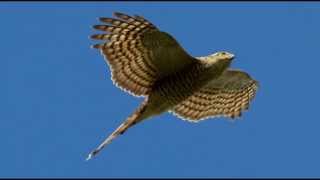 Sparrowhawk Bird Call Bird Song [upl. by Airotciv278]