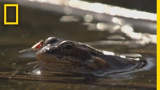 Frogs Come Alive After Winter Thaw  National Geographic [upl. by Eseilana]