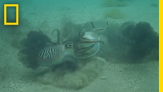 Ferocious Fight Male Cuttlefish Battle Over Mate Never Before Seen  National Geographic [upl. by Acinomaj]