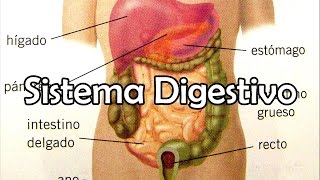 El Sistema Digestivo [upl. by Rosmunda]