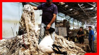 🧶🐑 Modern SHEEP FARMING Technologies  Wool Processing Factory  Sheep Shearing [upl. by Tserof]