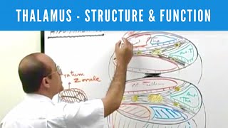 Thalamus  Structure and Function  Neuroanatomy [upl. by Basso]