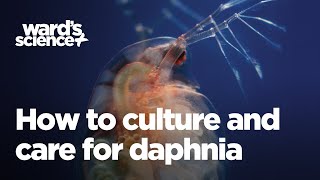 Caring and Culturing for Daphnia [upl. by Chick]