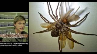 Worlds Biggest Spiders  Huntsman Spider [upl. by Anastos897]