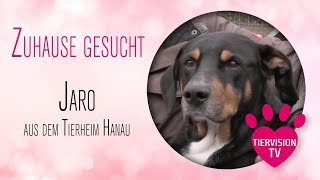 Tierheim Hanau Jaro sucht ein neues Zuhause  bei Dir [upl. by Nodrog]