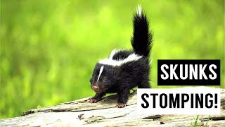 Baby SKUNKS Stomping Compilation [upl. by Araldo]