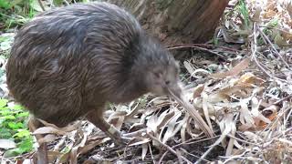 【天王寺動物園】キーウィ・プクヌイのお散歩 [upl. by Oakie]