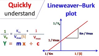 Lineweaver Burk plot [upl. by Nine]