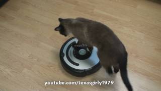 Cat shows HOW TO use iRobot Roomba Vacuum [upl. by Hospers]