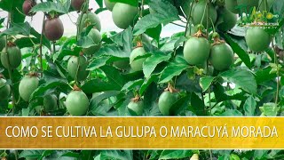 Como se Cultiva la Gulupa o Maracuya Morada TvAgro por Juan Gonzalo Angel Restrepo [upl. by Wini646]