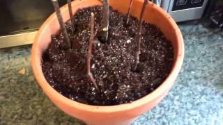 Juneberry Serviceberry Cutting Propagation Indoors [upl. by Imotih]