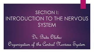 NEUROANATOMY PART 1  INTRODUCTION TO THE NERVOUS SYSTEM [upl. by Snow]