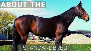 About the Standardbred [upl. by Formenti]