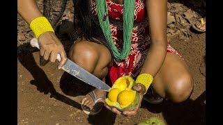 Xingu stories about forest products  Fruit [upl. by Mikael]