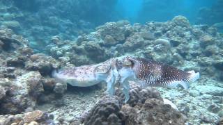 Giant cuttlefish Fighting Mating and Egg laying [upl. by Euqina]