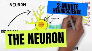 2Minute Neuroscience The Neuron [upl. by Paschasia832]