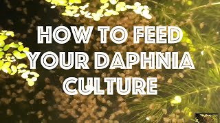 How To Feed Your Daphnia Culture [upl. by Idnym]