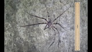 Giant Huntsman Spider Heteropoda maxima [upl. by Tiat]