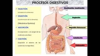 Digestión química y mecánica [upl. by Euqcaj]