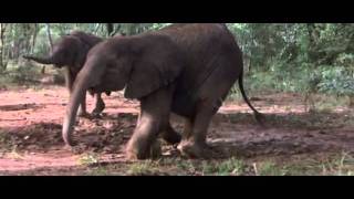 African Animals Getting Drunk Off Ripe Marula Fruit [upl. by Htebzile]