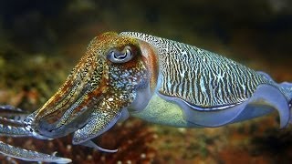 Cuttlefish  the King of Camouflage [upl. by Sexton115]