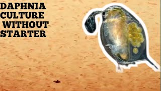 HOW TO CULTURE DAPHNIA NATURALLY WITHOUT A STARTER [upl. by Zetneuq]