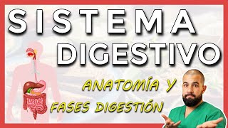 Anatomía del SISTEMA DIGESTIVO Repaso general [upl. by Denna546]