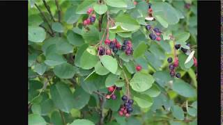 Better Than Blueberries  Juneberry Serviceberry or Saskatoons [upl. by Claretta]