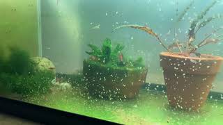 Daphnia Culturing Snails or no snails [upl. by Kristo]