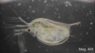 Daphnia magna under the Microscope [upl. by Norag449]