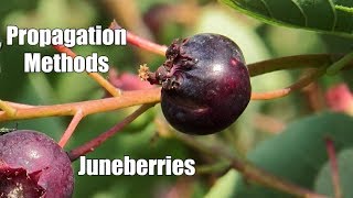 Juneberry Growing Practices [upl. by Trilby]