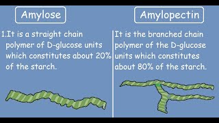 Amylose vs Amylopectin Quick Differences and Comparison [upl. by Ehsiom]