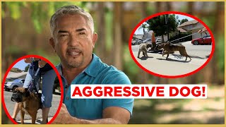 HOW TO CALM AN AGGRESSIVE DOG  Cesar 911 [upl. by Mollee]