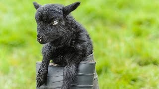 Ouessant Sheep  World’s Smallest Sheep Breed [upl. by Siravat]