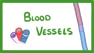 GCSE Biology  Blood Vessels 24 [upl. by Klapp686]