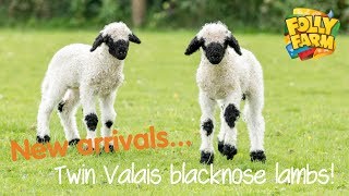 Twin Valais blacknose lambs [upl. by Frasco]