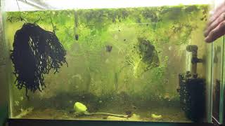 Scuds Daphnia Cherry Shrimp Copepods My aquatic food culture [upl. by Kcaj949]