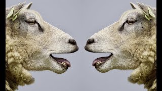 Sheep bleating Sound  Animal sounds HD [upl. by Chuch]