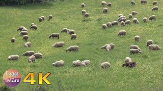 4K Sheep grazing in a field  Domestic animals from Greek fauna [upl. by Alegnad597]