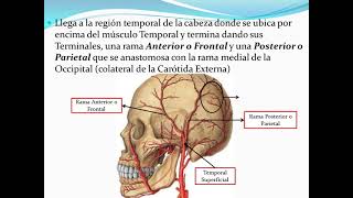 Arteria Temporal Superficial [upl. by Einnaf448]