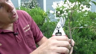 How to Prune Evergreen Shrubs Selectively [upl. by Eelyme654]