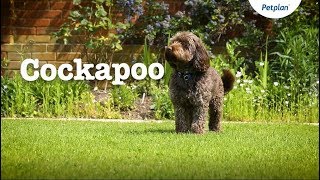 Cockapoo Puppies and Dogs Temperament Lifespan amp more  Petplan [upl. by Annala]