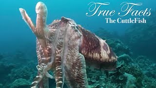 True Facts About The CuttleFish [upl. by Nenad770]