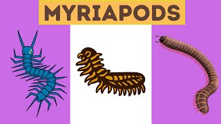 Myriapods Characteristics [upl. by Celine986]