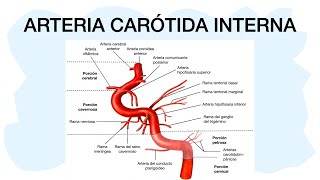 ARTERIA CARÓTIDA INTERNA ✅ [upl. by Kanter18]