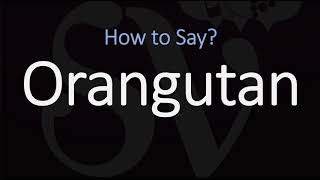 How to Pronounce Orangutan CORRECTLY [upl. by Teloiv685]