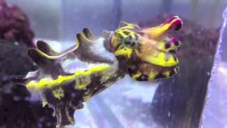 Flamboyant Cuttlefish at the Aquarium of the Pacific [upl. by Reidid]