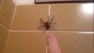 Huntsman Spider Jumps [upl. by Shien918]